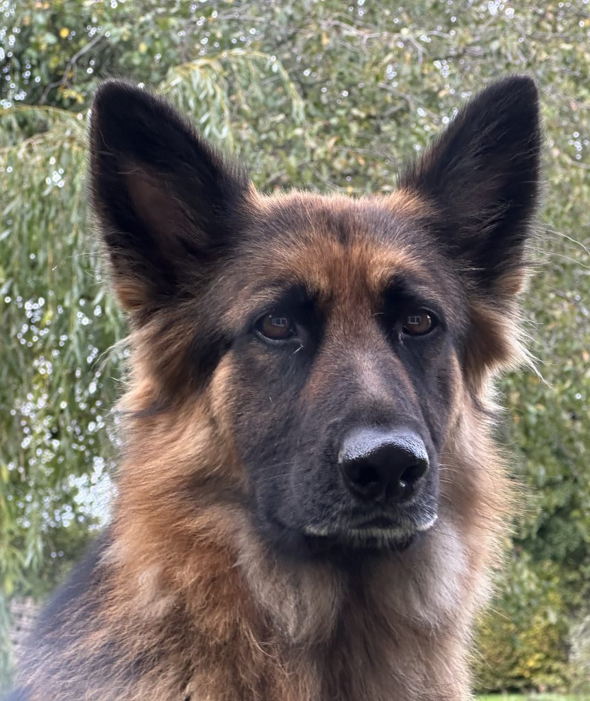 Original photo used as reference